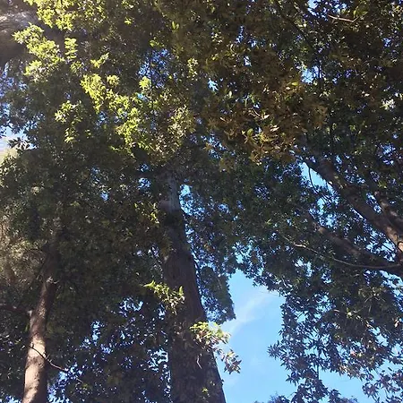 בית הארחה Mare Alberi Relax